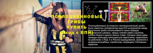 сатива Новодвинск